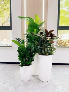 找植物出租？宁波前湾这家公司超靠谱！